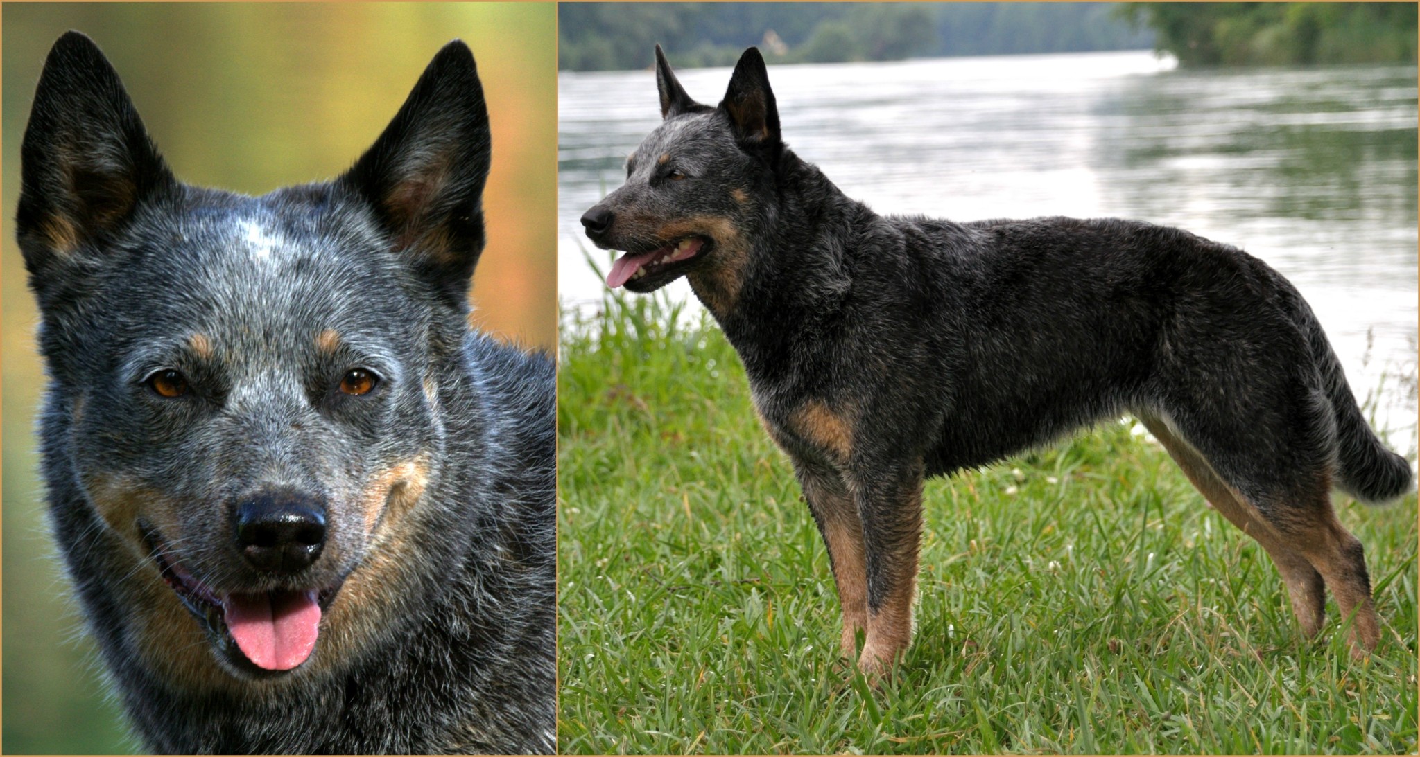 ACD-Silverbarns-naava-Collage