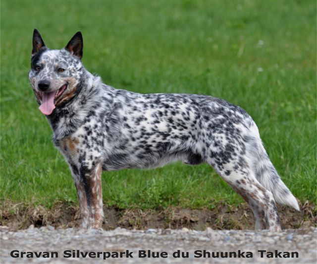 chiens-Bouvier-australien-ea138315-1698-7004-6539-c8eaa86b5f27