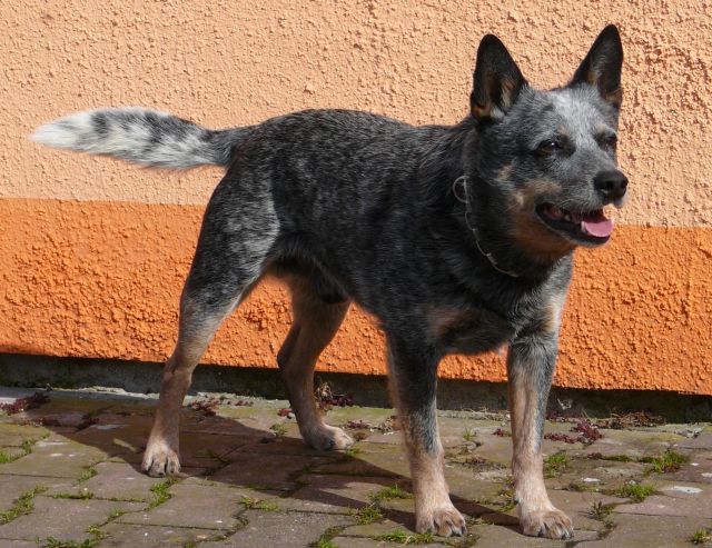 croco2007